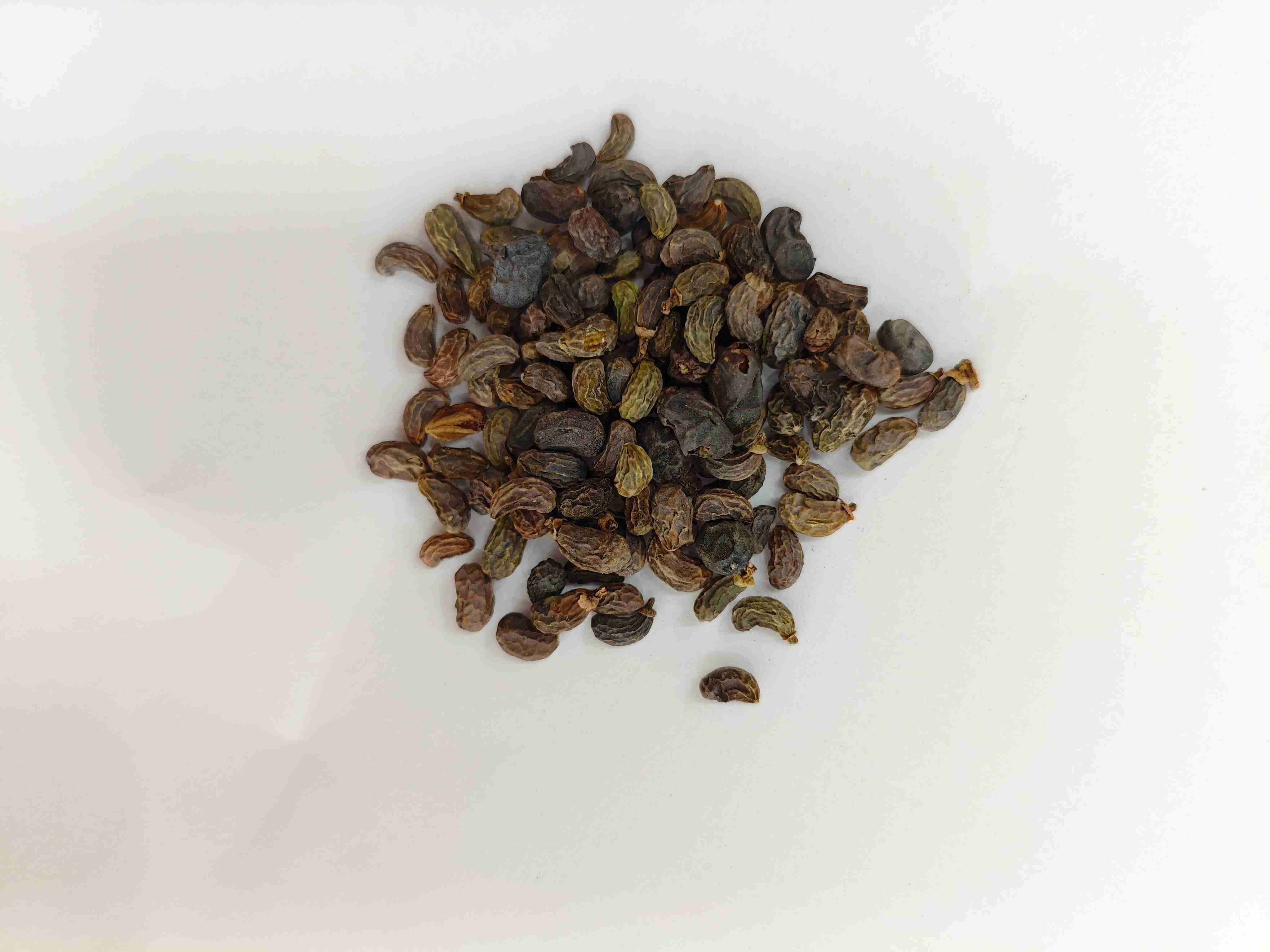 ligustrumフルーツ(nǚzhēnzǐ)