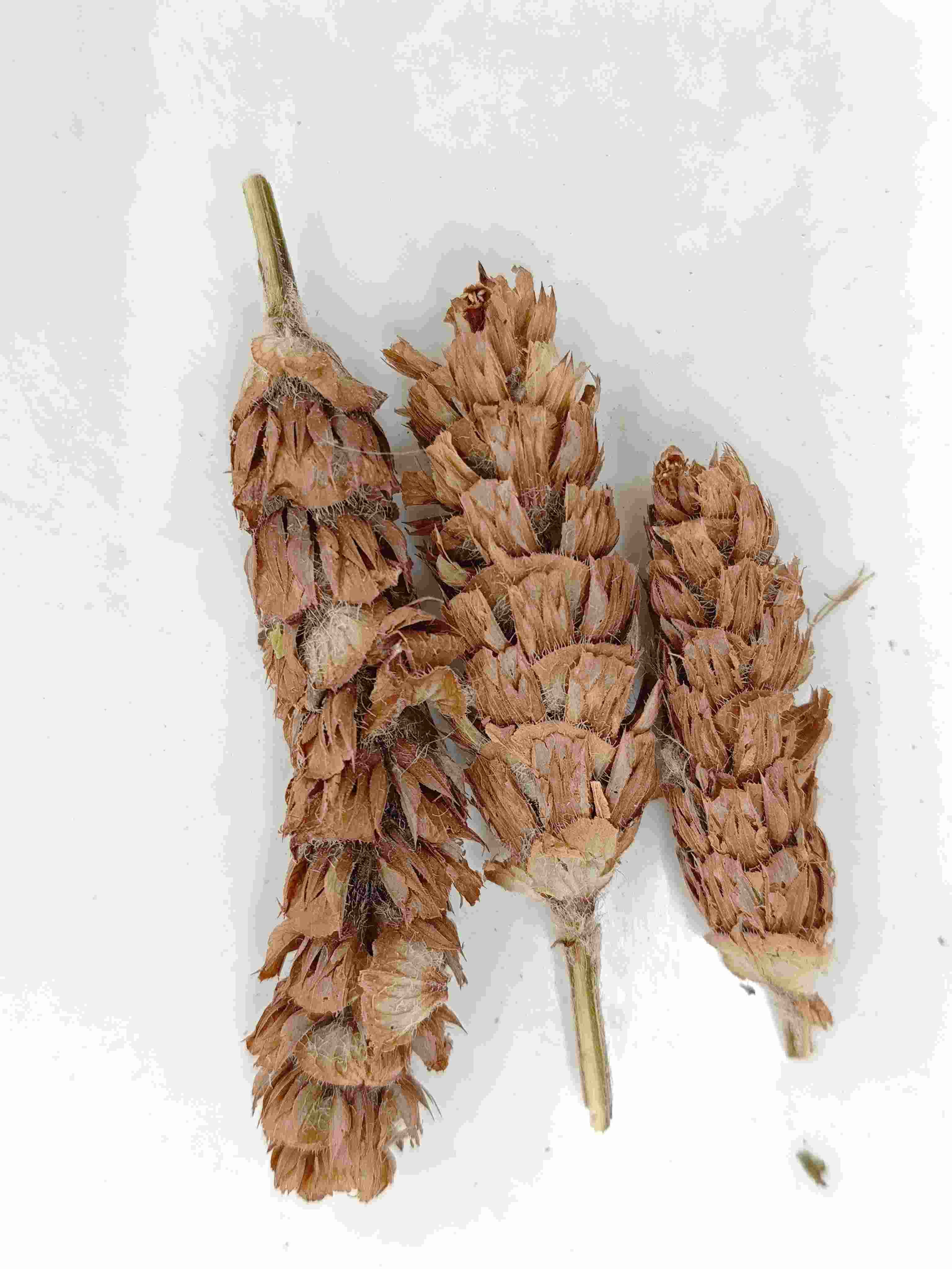 Prunella Herb(xiàkūcǎo)