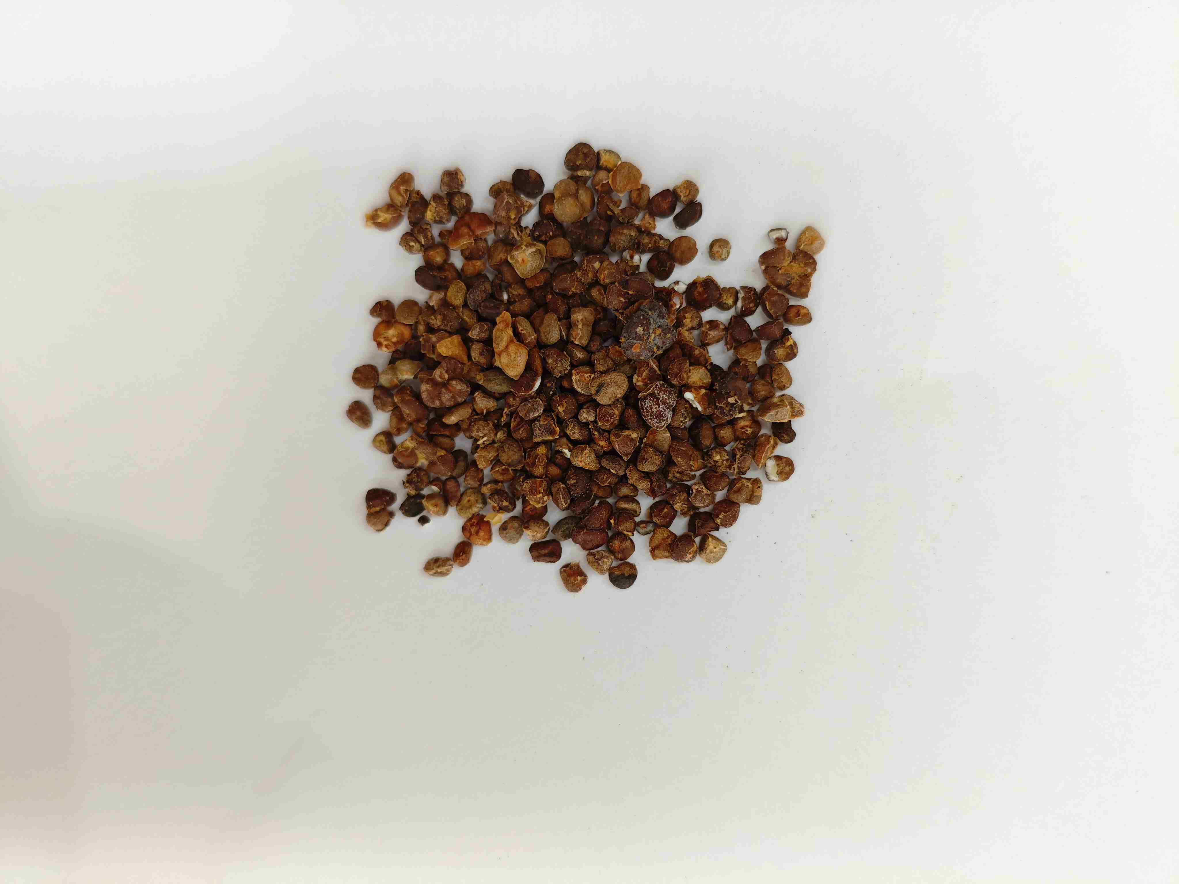 チャイニーズジンジャーリリー(Yìzhì)