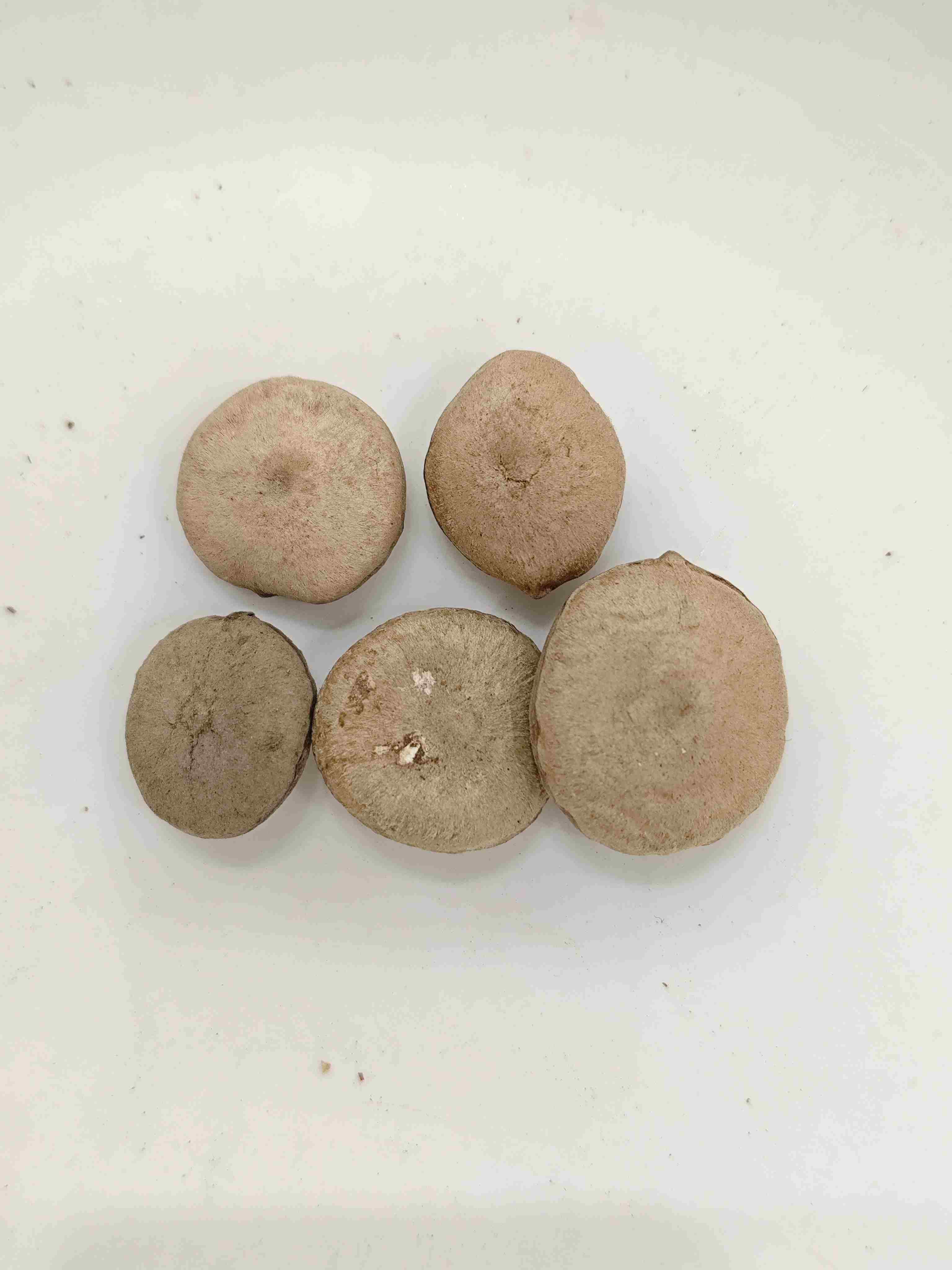 加工されたstrychnos種子（zhìmǎqiánzǐ）