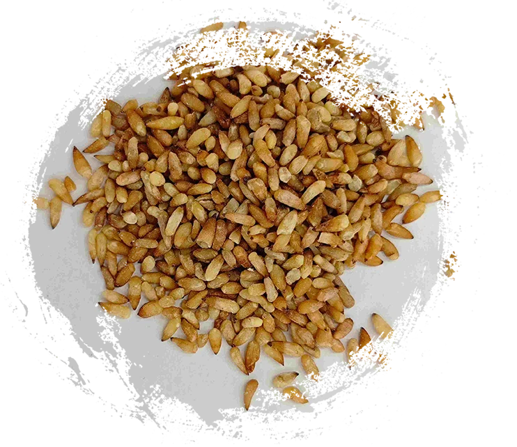 中国の樹木肉の種（bǎizǐren）