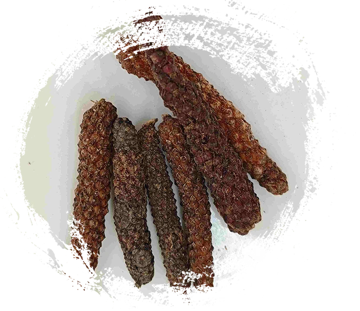 Piper Longum Fruit（BìBá）
