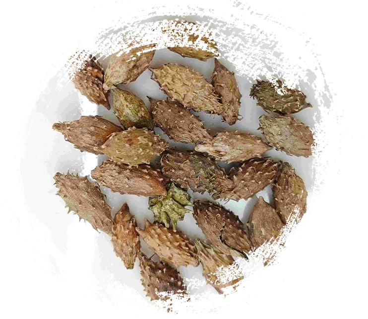 キサンチウムフルーツ（cāngěrzǐ）