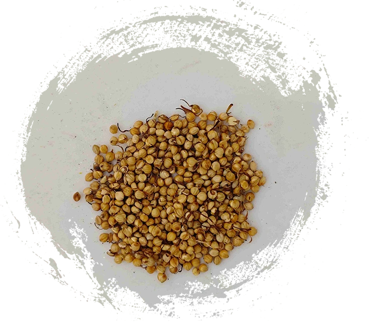 ローストライススプラウト（chǎogǔyá）