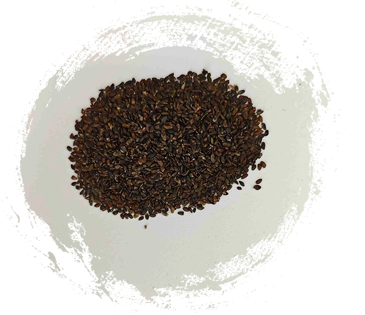 オオバコの種（Cheqianzi）