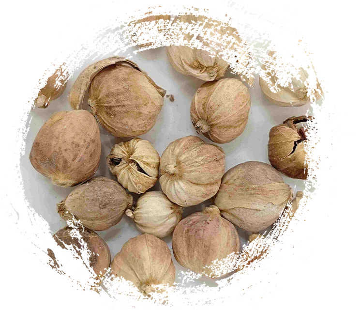 カルダモン（dòukòu）