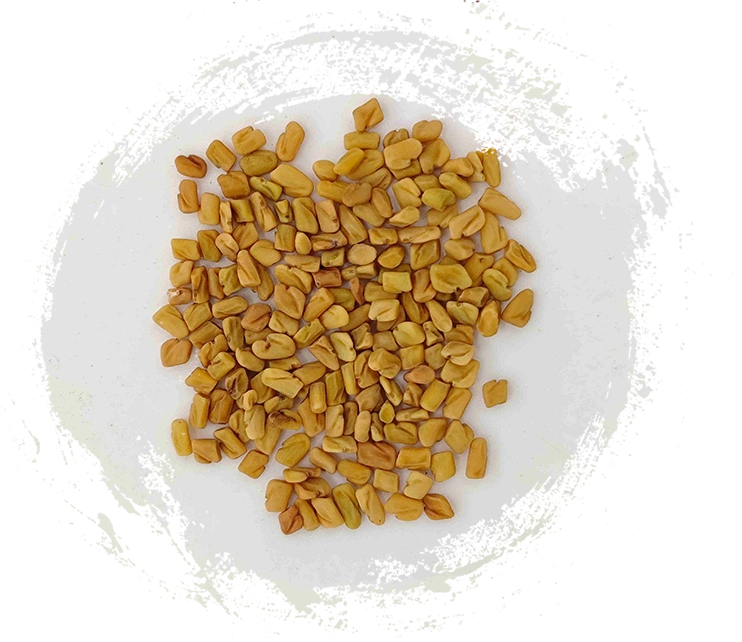 Trigonella（húlúbā）