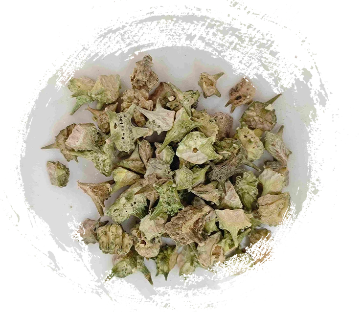 Tribulus（Jílí）