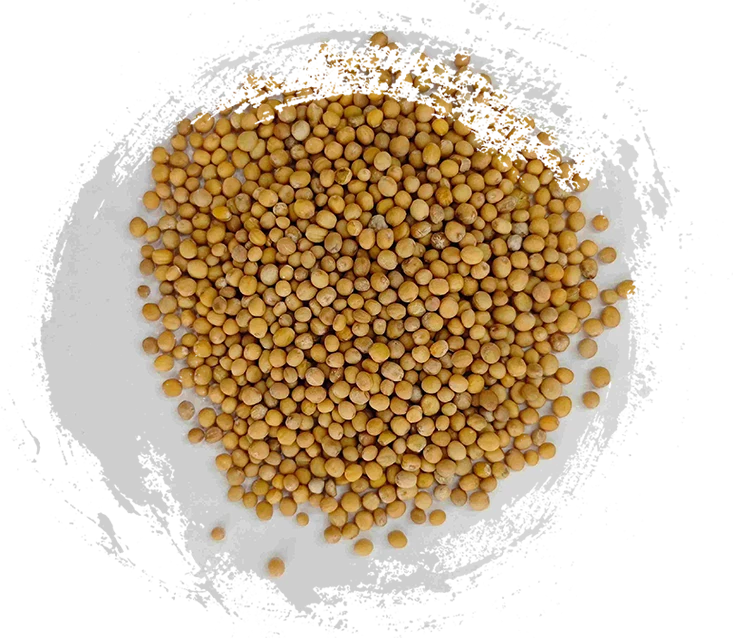 マスタードシード（jièzǐ）