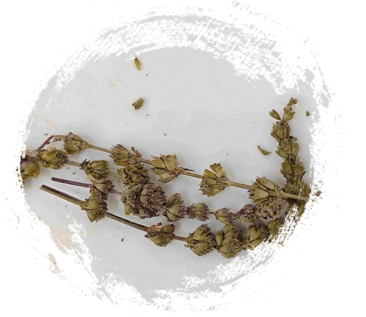 Schizonepeta Spike（Jīngjièsuì）