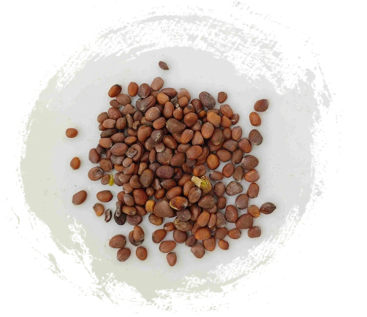 大根の種（làifúzǐ）