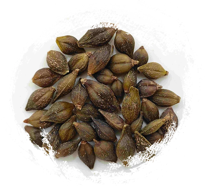 Forsythia Fruit（Liánqiào）