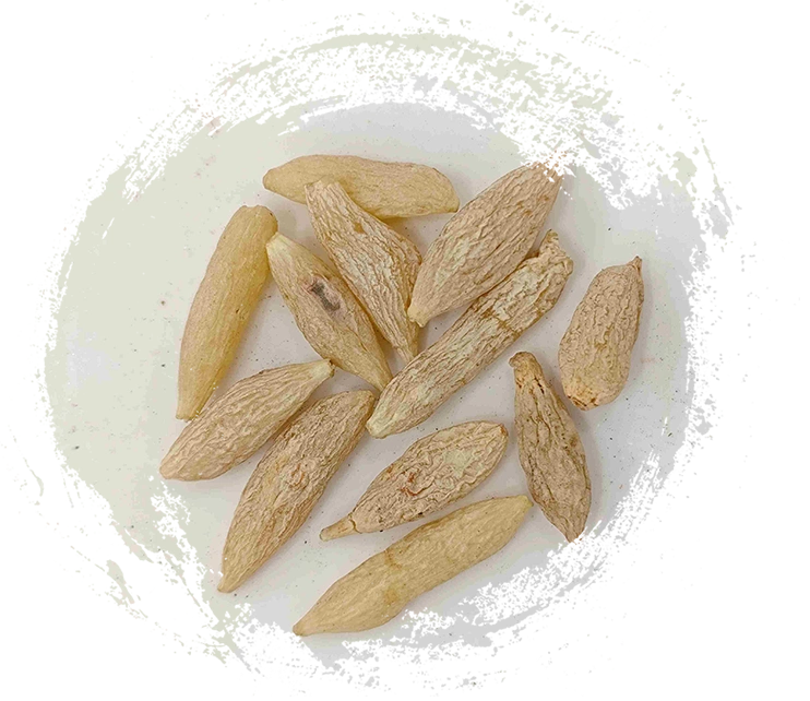 Ophiopogon Tuberosus（Màidōng）