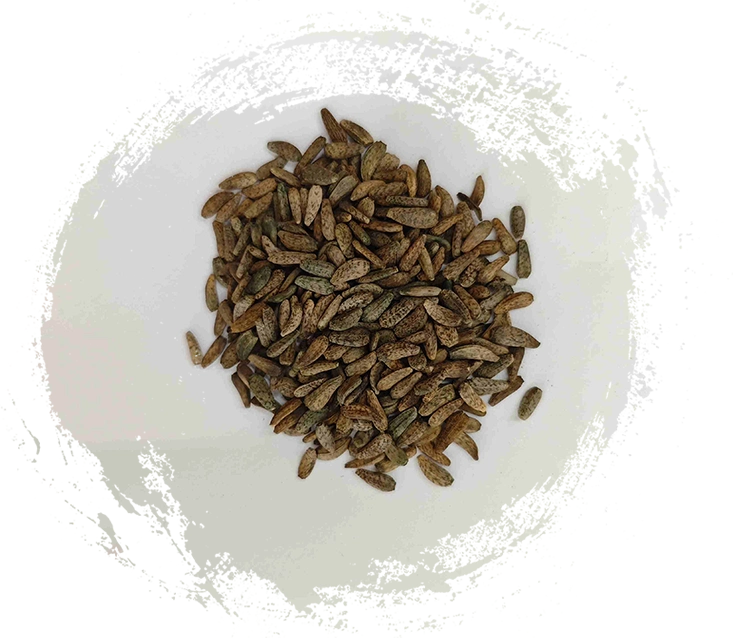 Arctium lappa Seed（niúbàngzǐ）