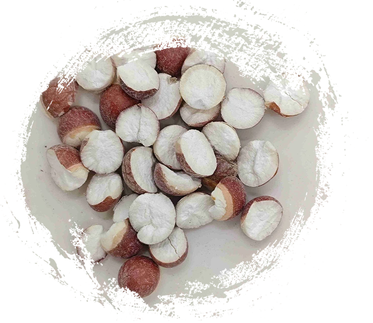 euryaleシード（qiànshí）