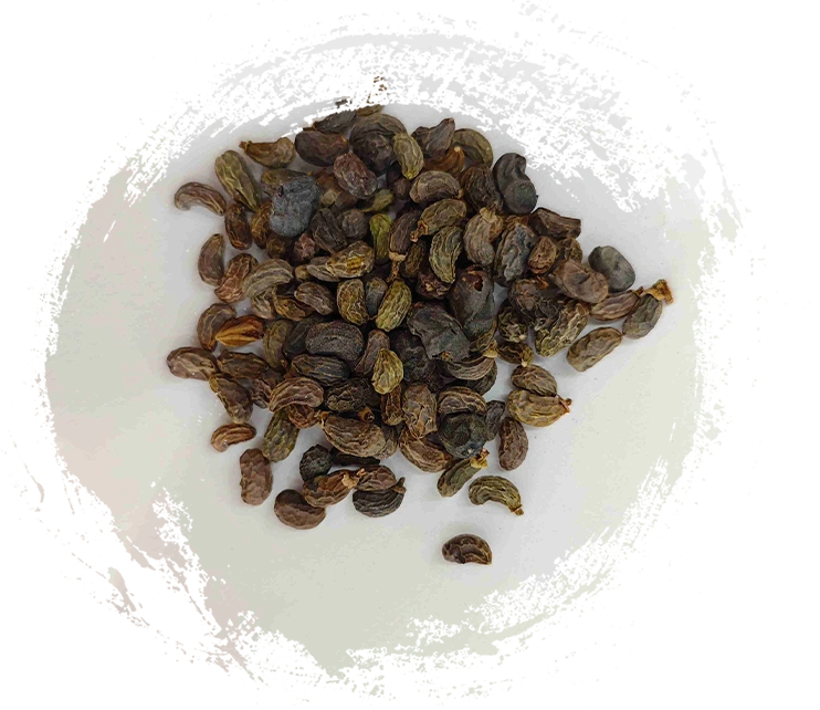 ligustrumフルーツ（nǚzhēnzǐ）