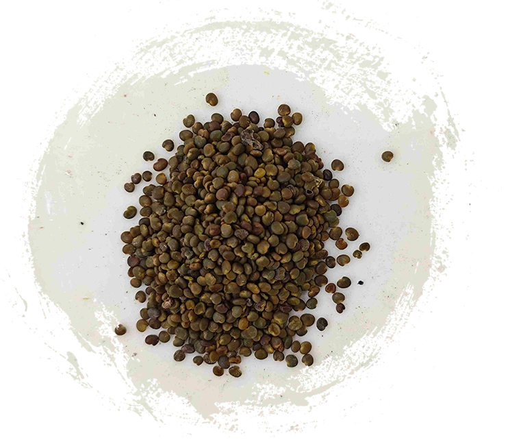 Astragalus Seed（Shāyuànzǐ）