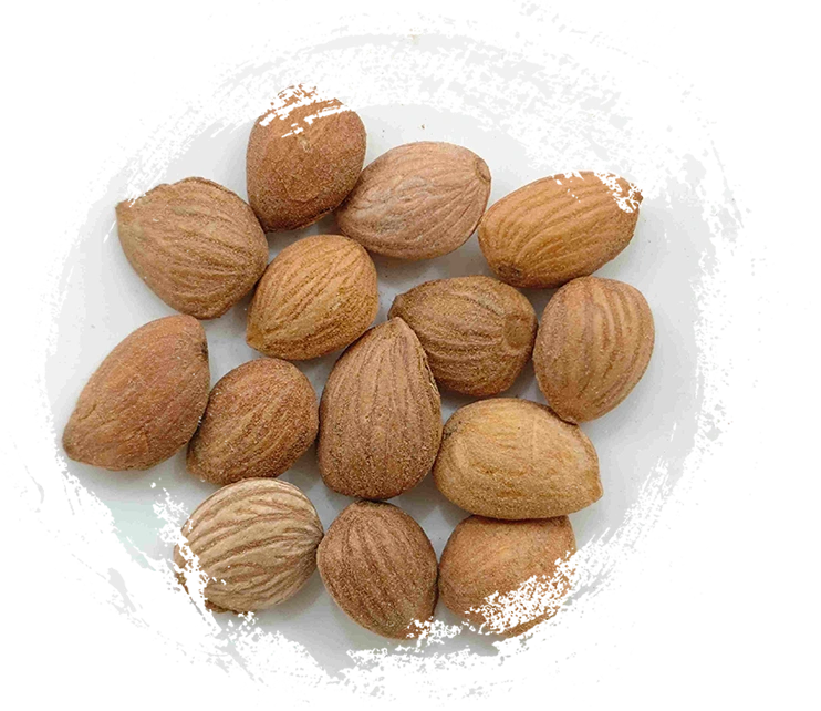 ピーチカーネル（Táorén）