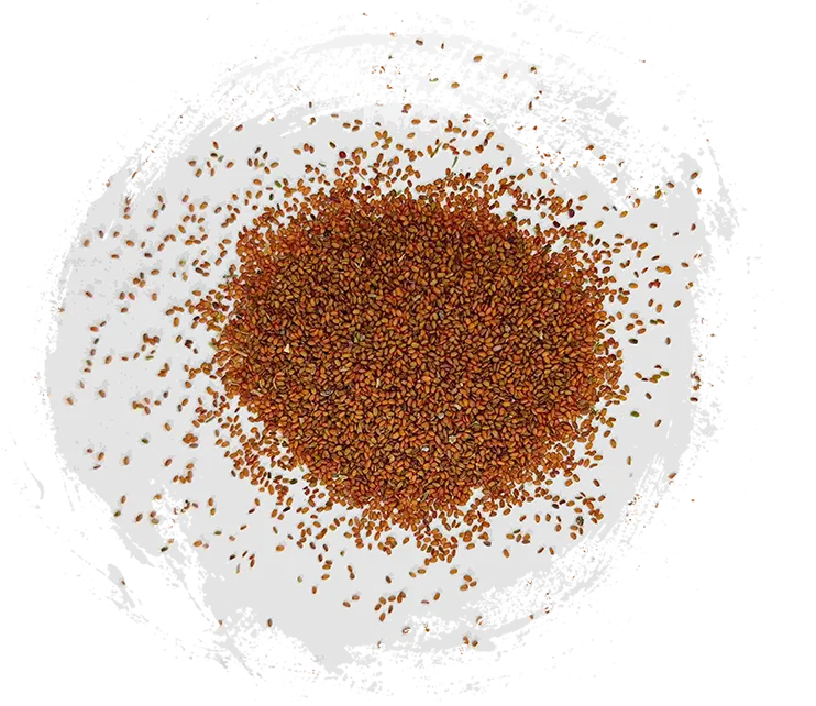 コルツフットシード（tínglìzǐ）