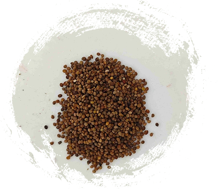 dodder seed（tūsīzǐ）