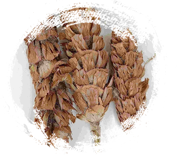 Prunella Herb（xiàkūcǎo）