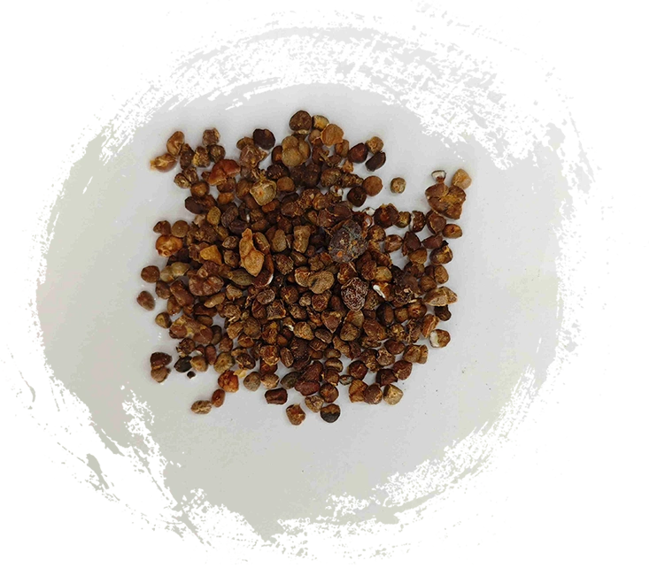 チャイニーズジンジャーリリー（Yìzhì）