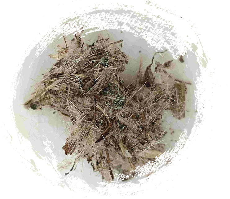 グレートアザミ（dàjì）