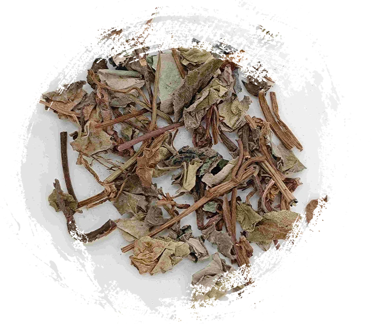 中医学における植物：そのユニークな特性と治療への応用