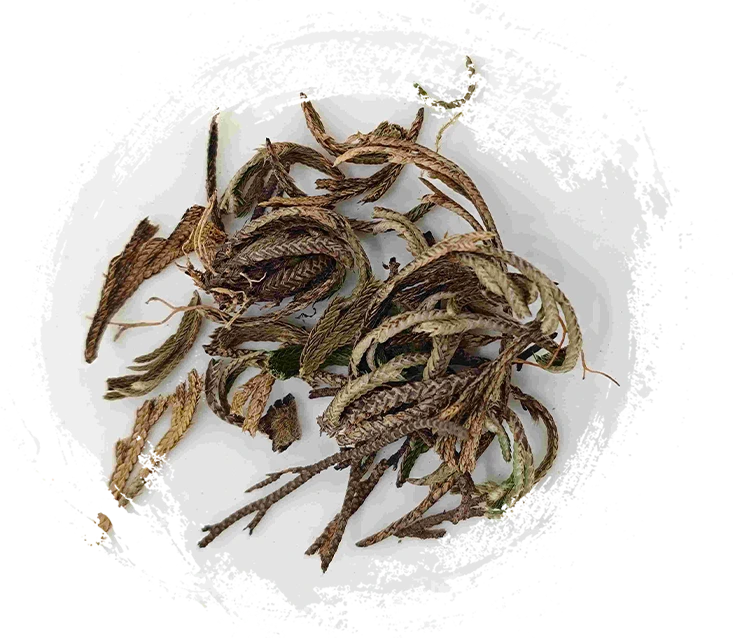 ロイヤル・シダ（Juǎnbǎi）