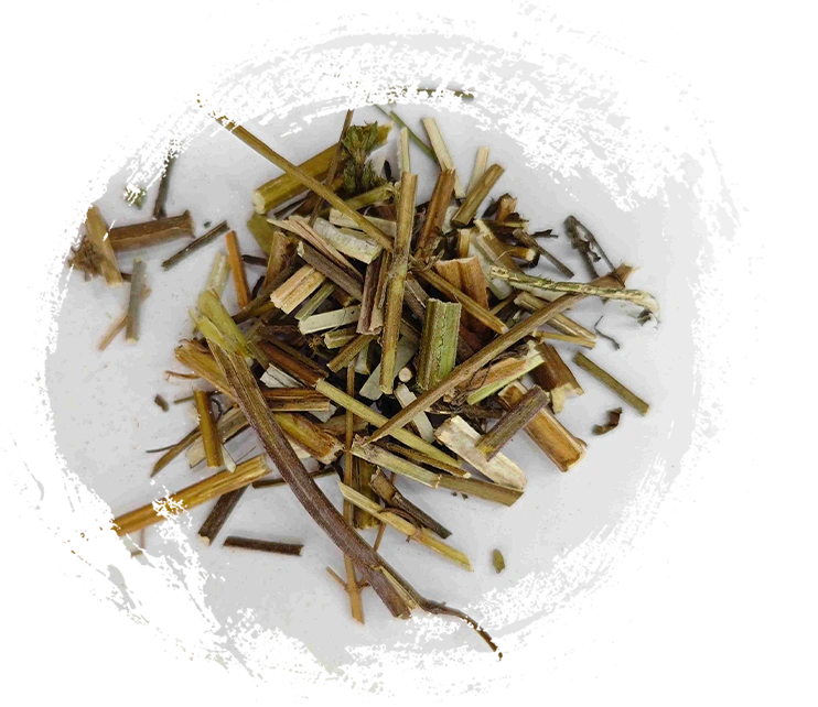 Herba Schizonepetae（Jīngjiè）