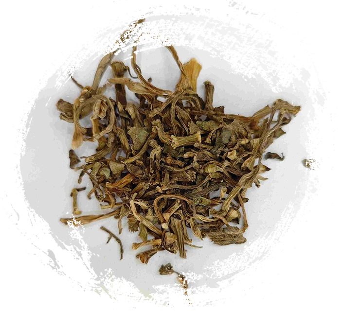 Portulaca（MǎChǐxiàn）