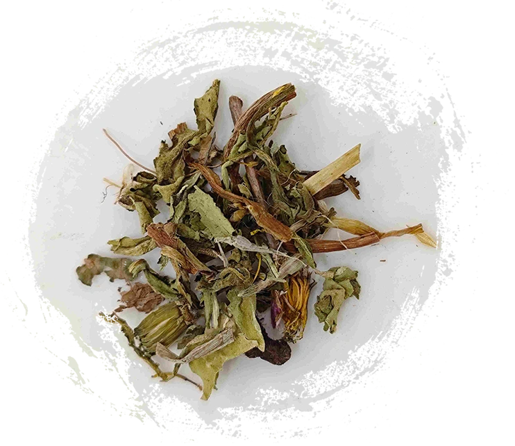 タンポポ（púgōngyīng）