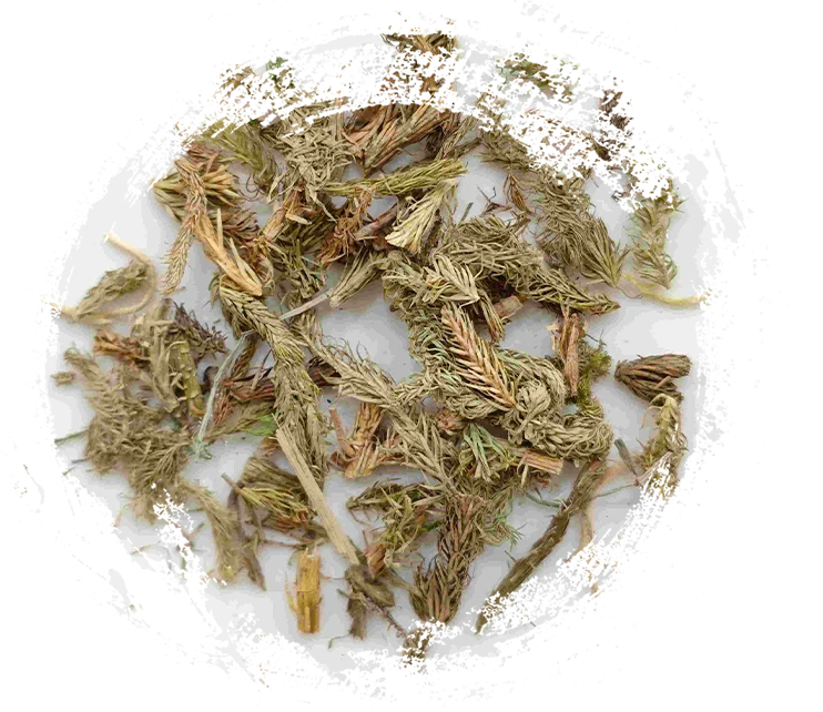 Herba Sargassum（shēnjīncǎo）