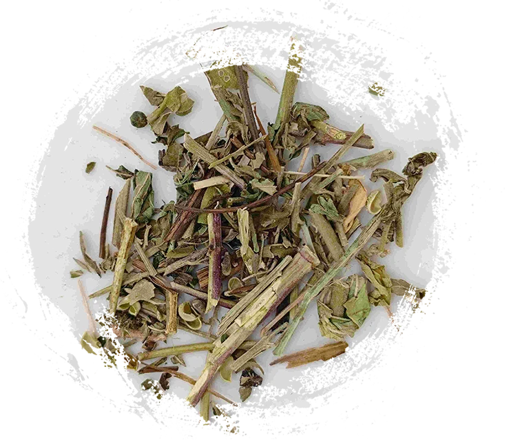 Herba serratulae（tòugǔcǎo）