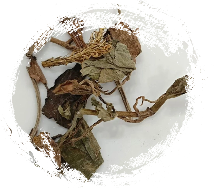 伝統的な中国薬用植物の主な特徴