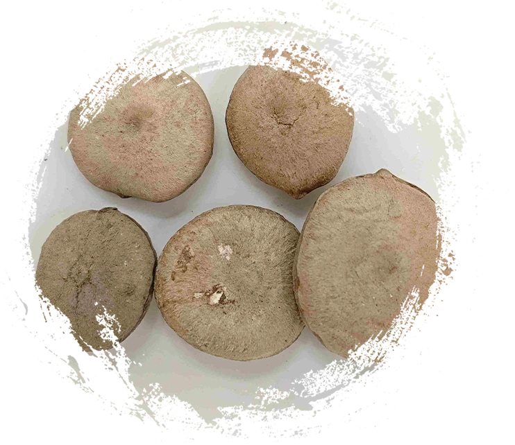 植物由来のTCMの分類：根茎、種子、花、藻類の見分け方