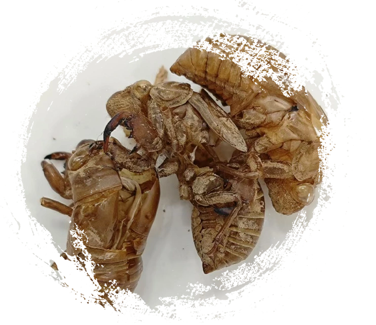 CICADA SLOUGH（Chántuì）