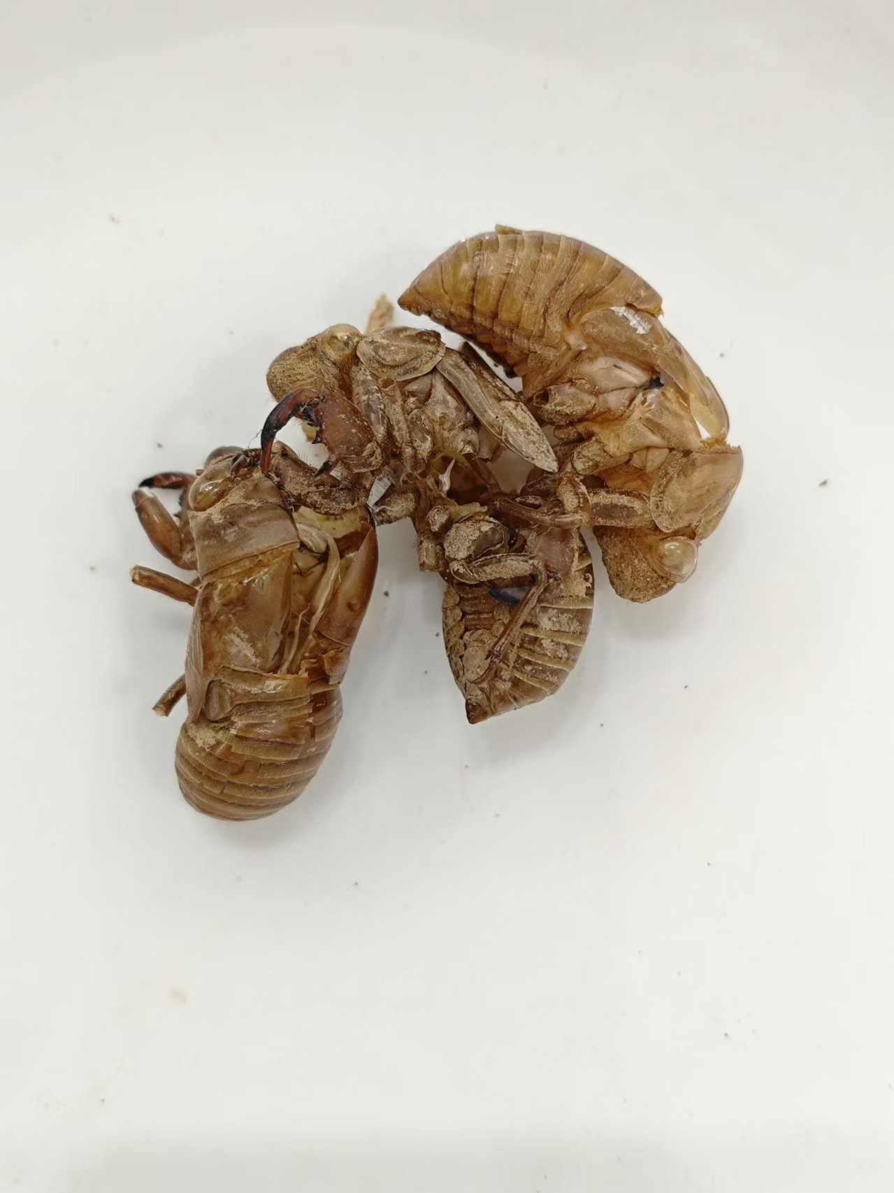 CICADA SLOUGH(Chántuì)