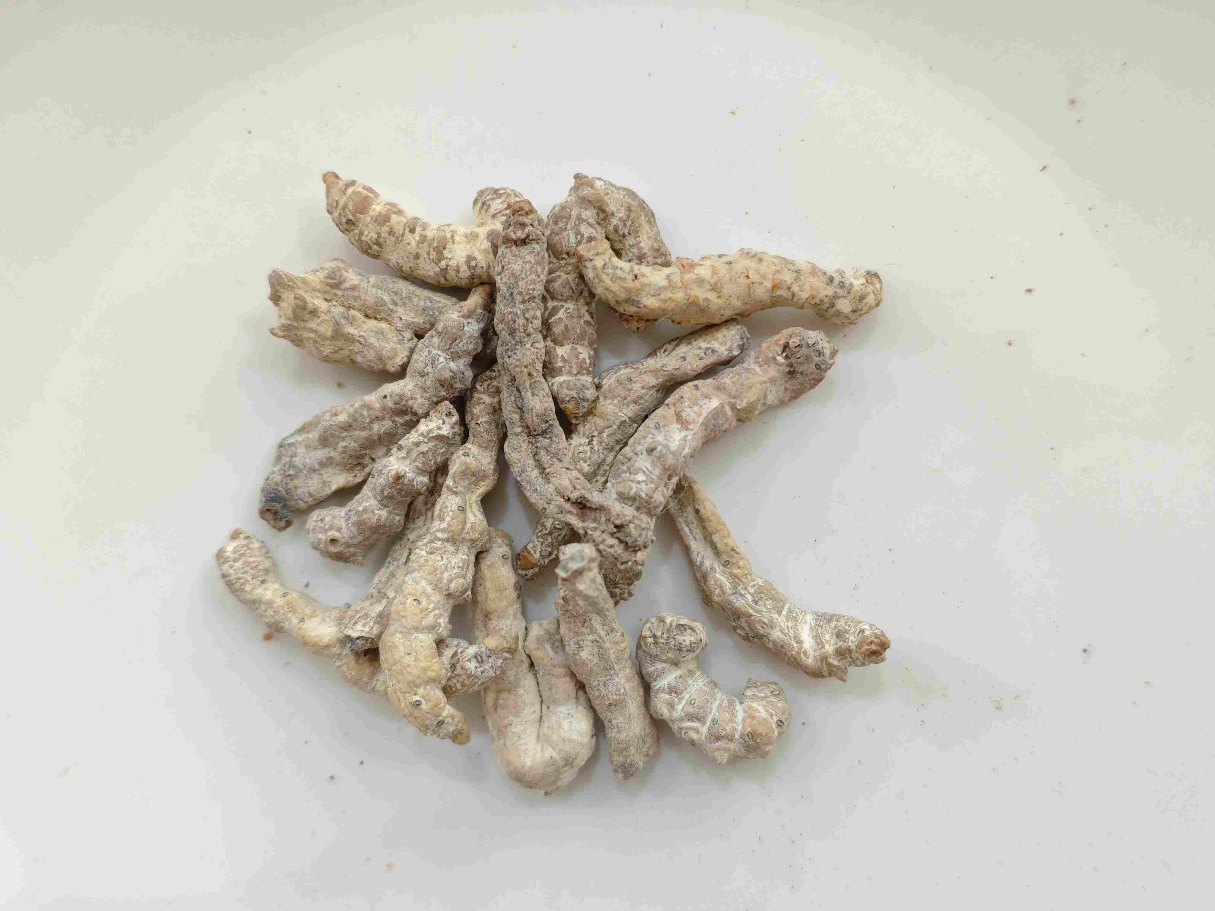 硬いカイコ(jiāngcán)