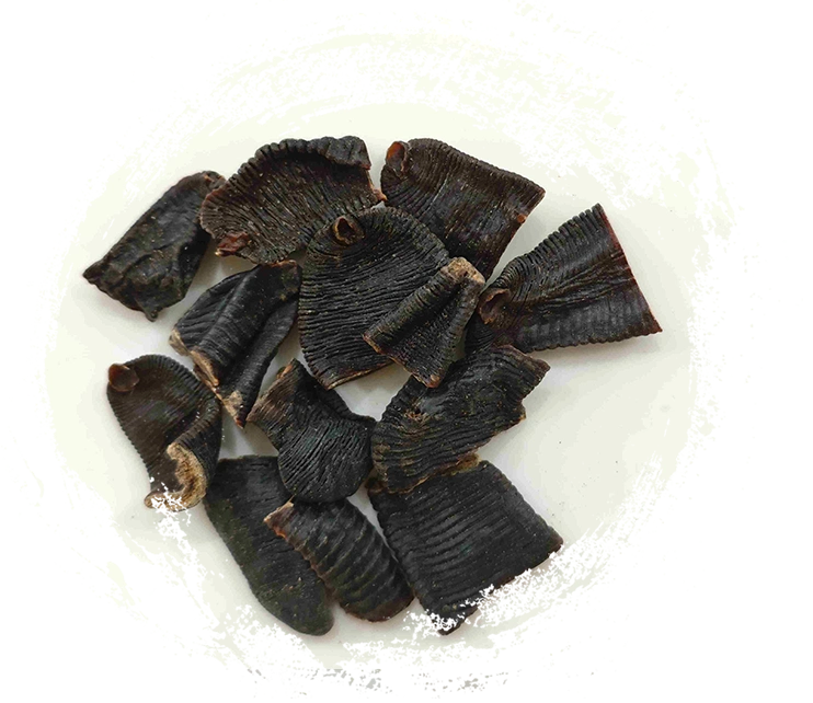 leech（shuǐzhì）