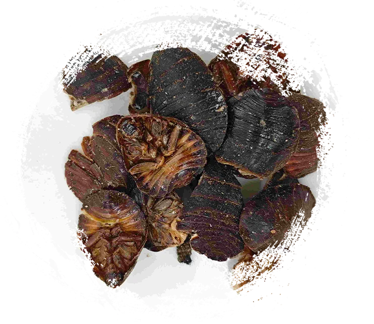 グラウンドビートル（tǔbiēchóng）