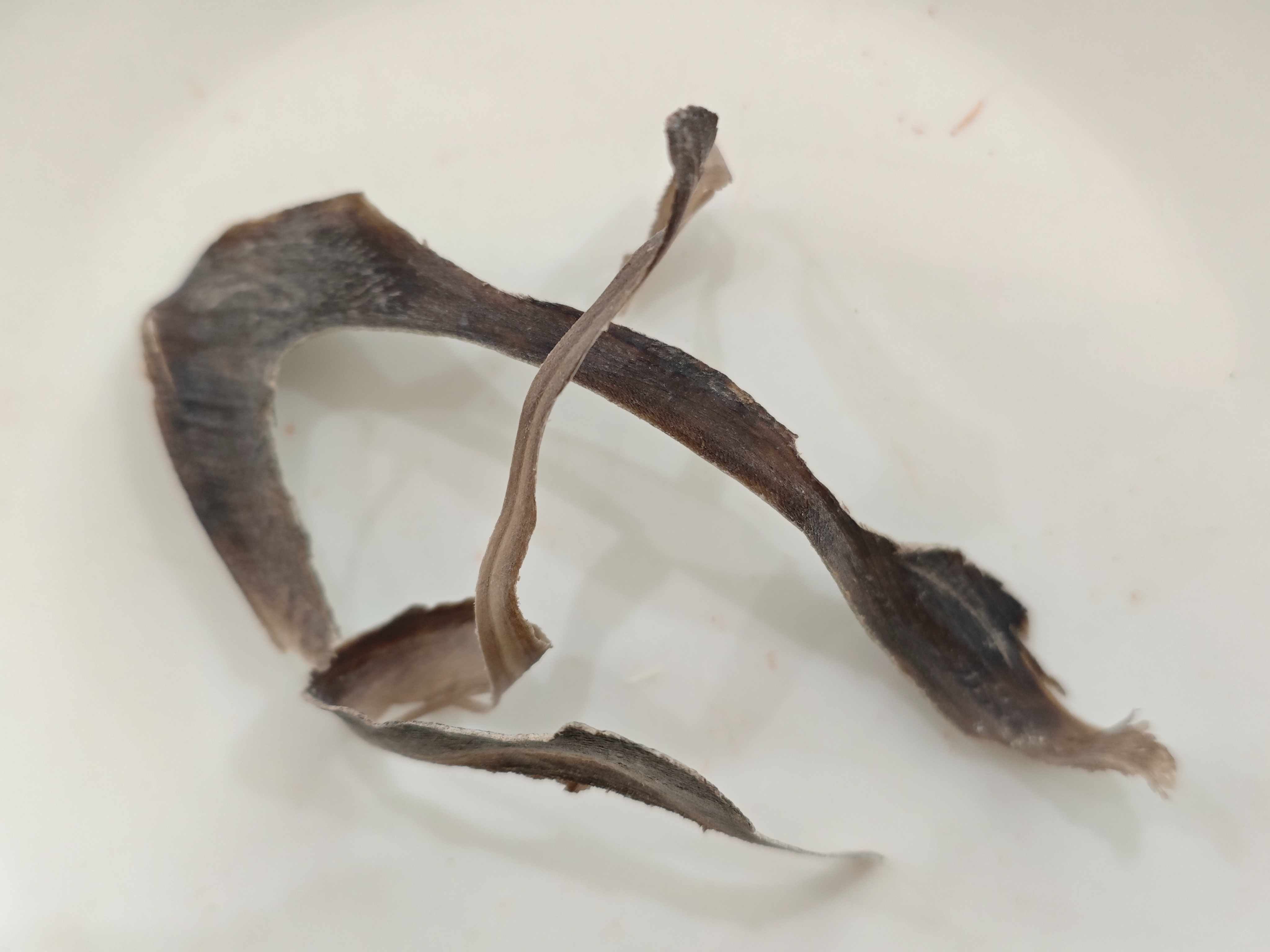 ウォーターバッファローホーン(shuǐniújiǎo)