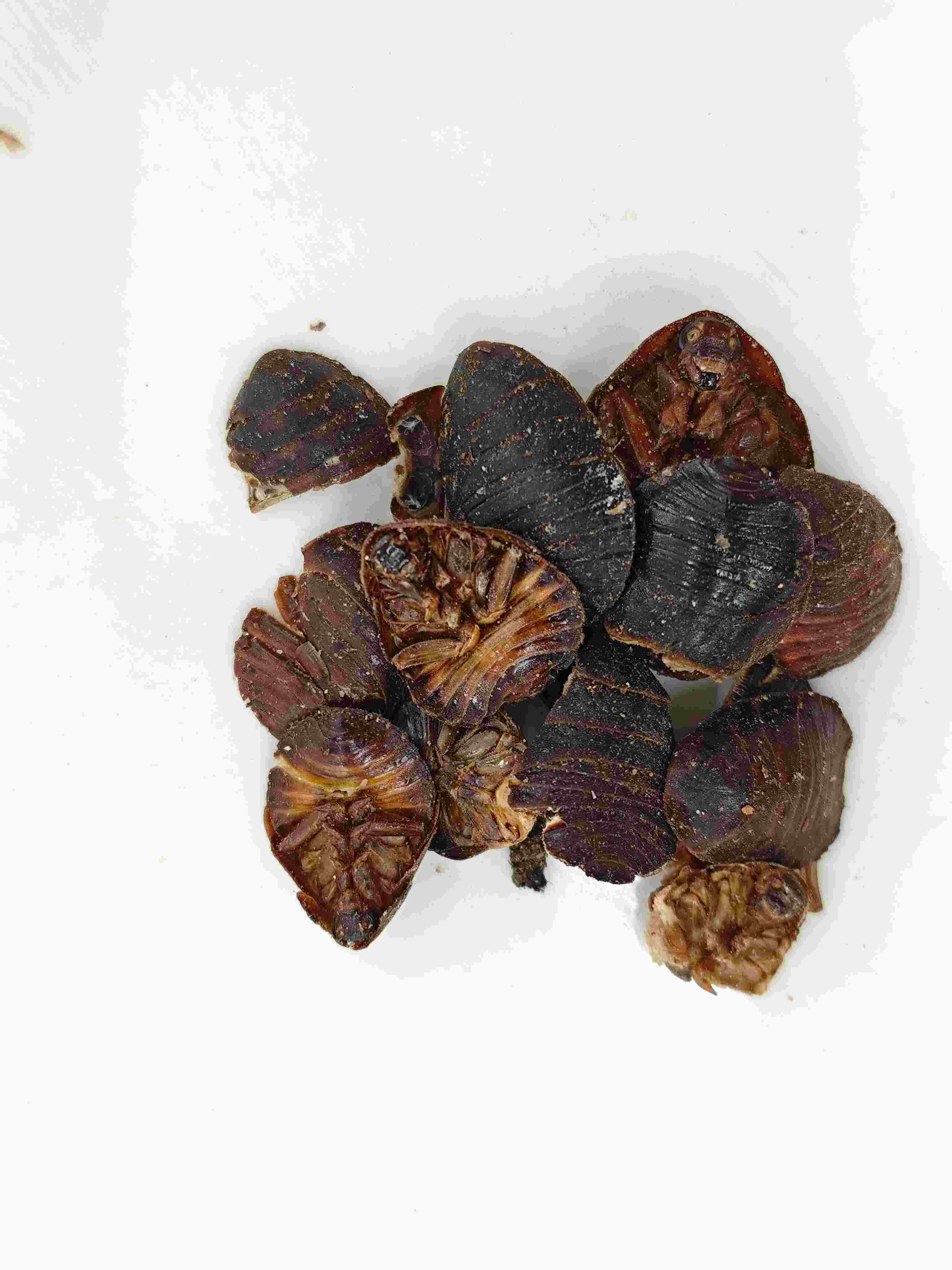 グラウンドビートル(tǔbiēchóng)