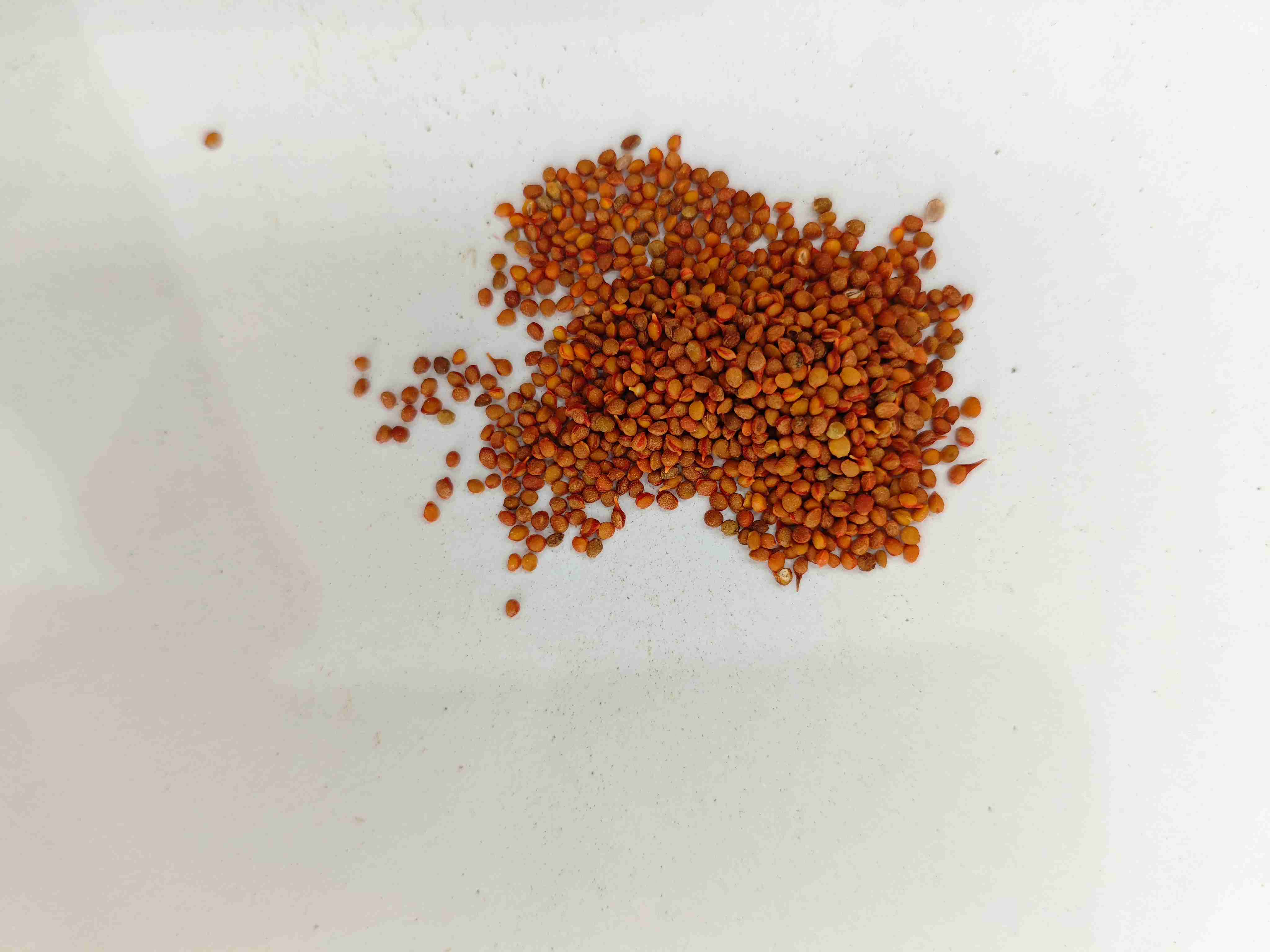 ペーパーマルベリーフルーツ(chǔshízǐ)