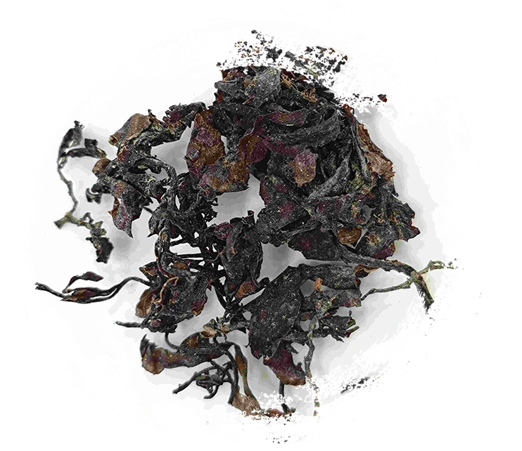 海藻（hǎizǎo）