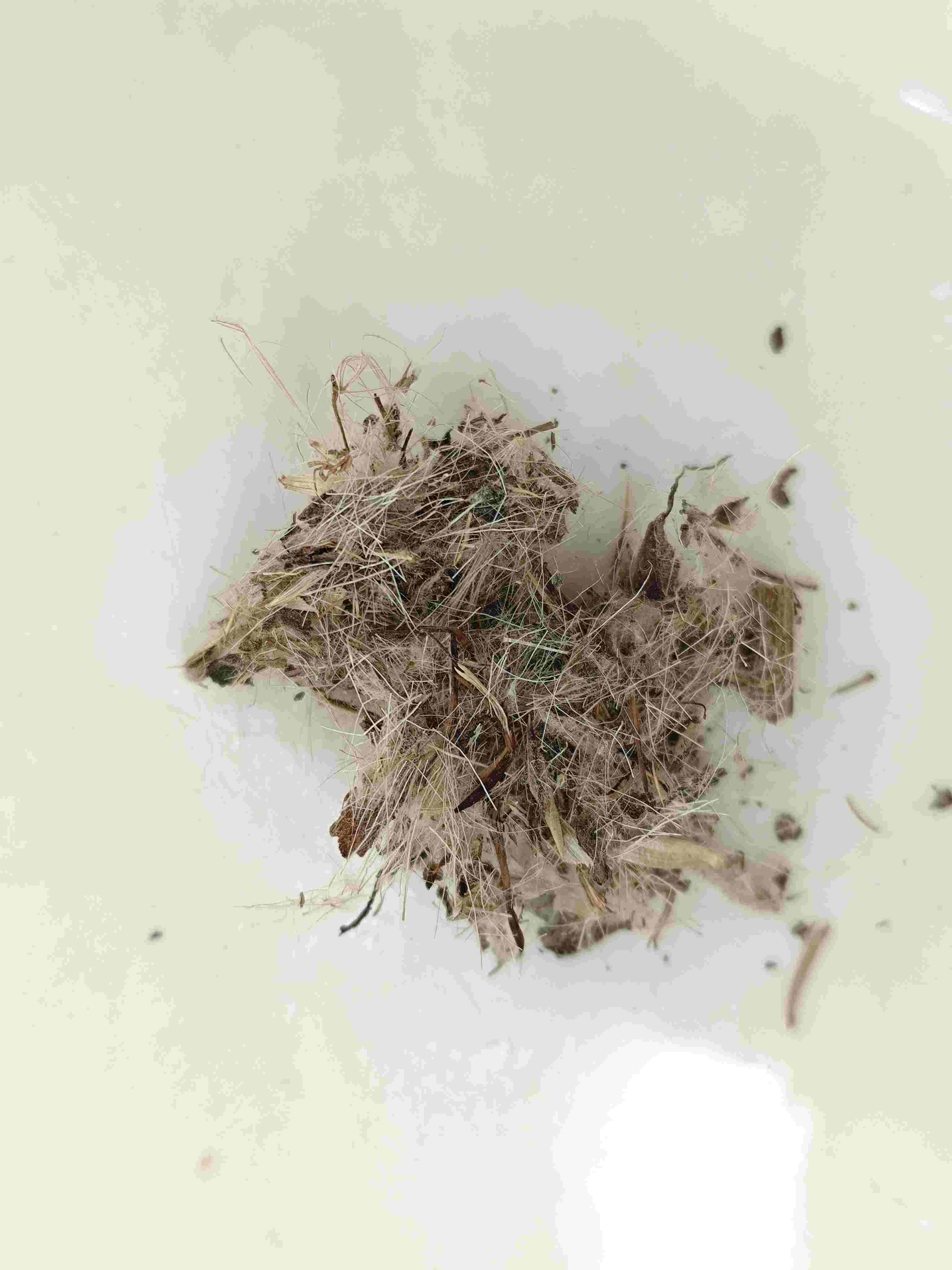 グレートアザミ(dàjì)