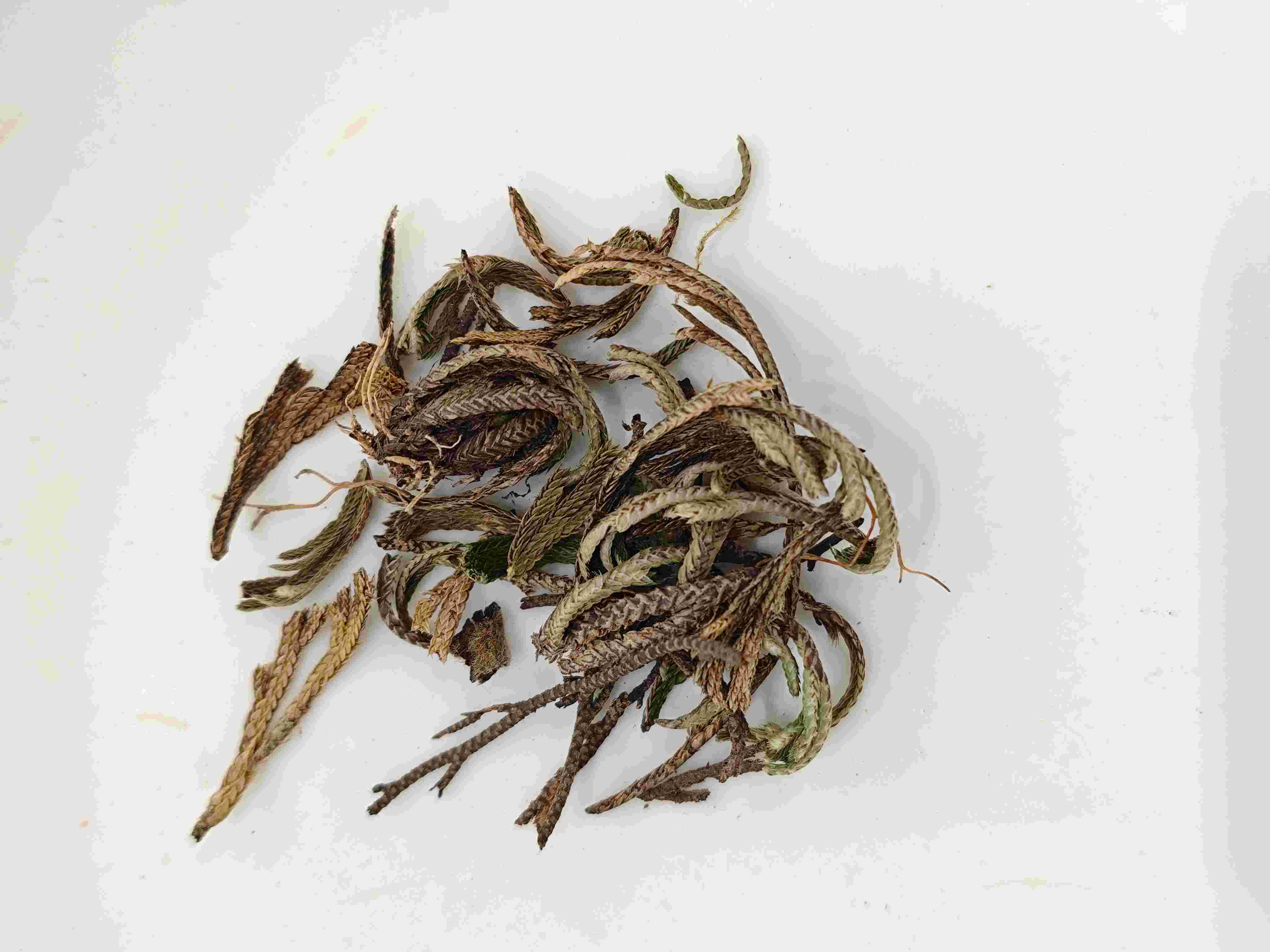 ロイヤル・シダ（Juǎnbǎi）