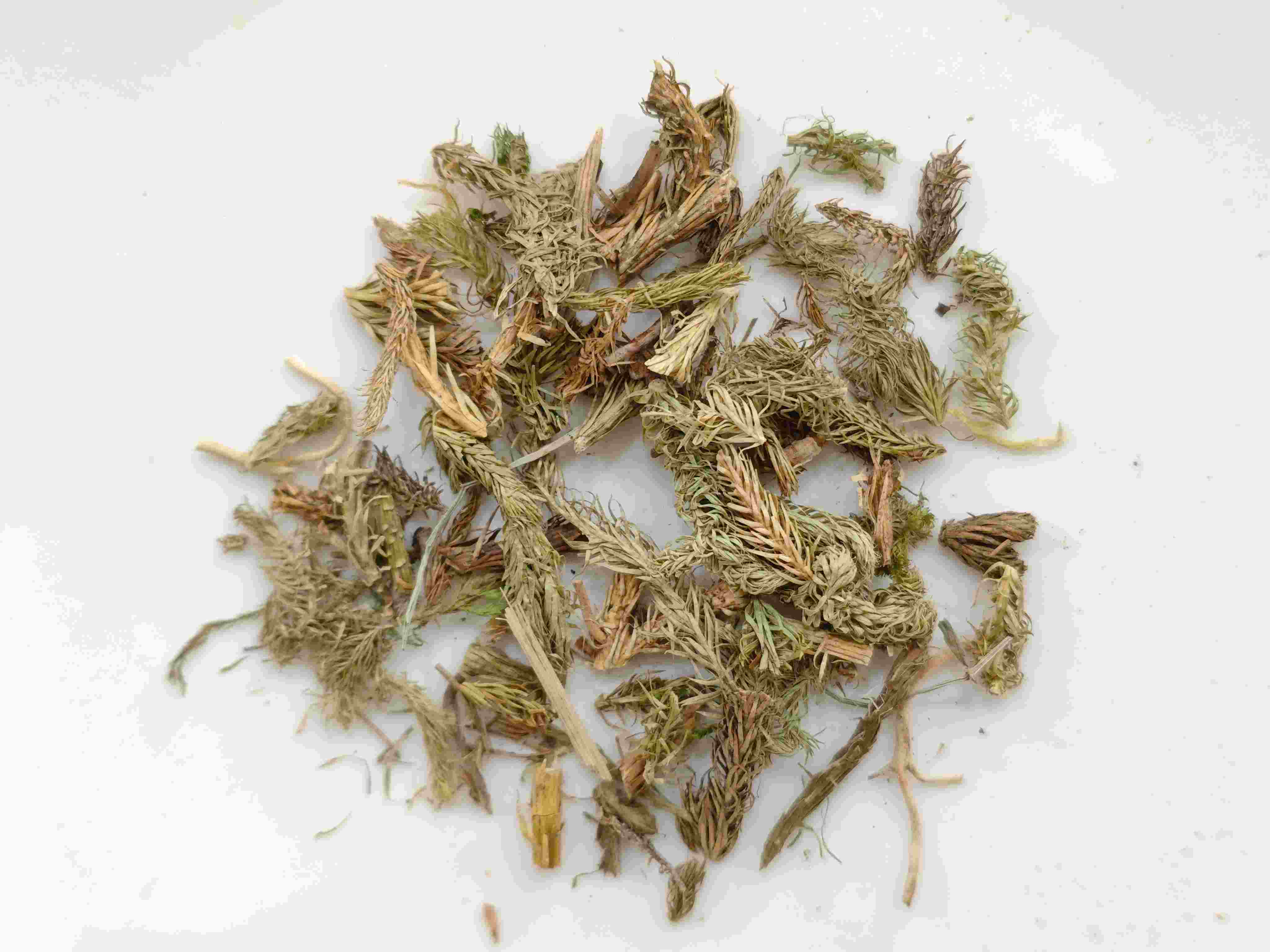 Herba Sargassum(shēnjīncǎo)