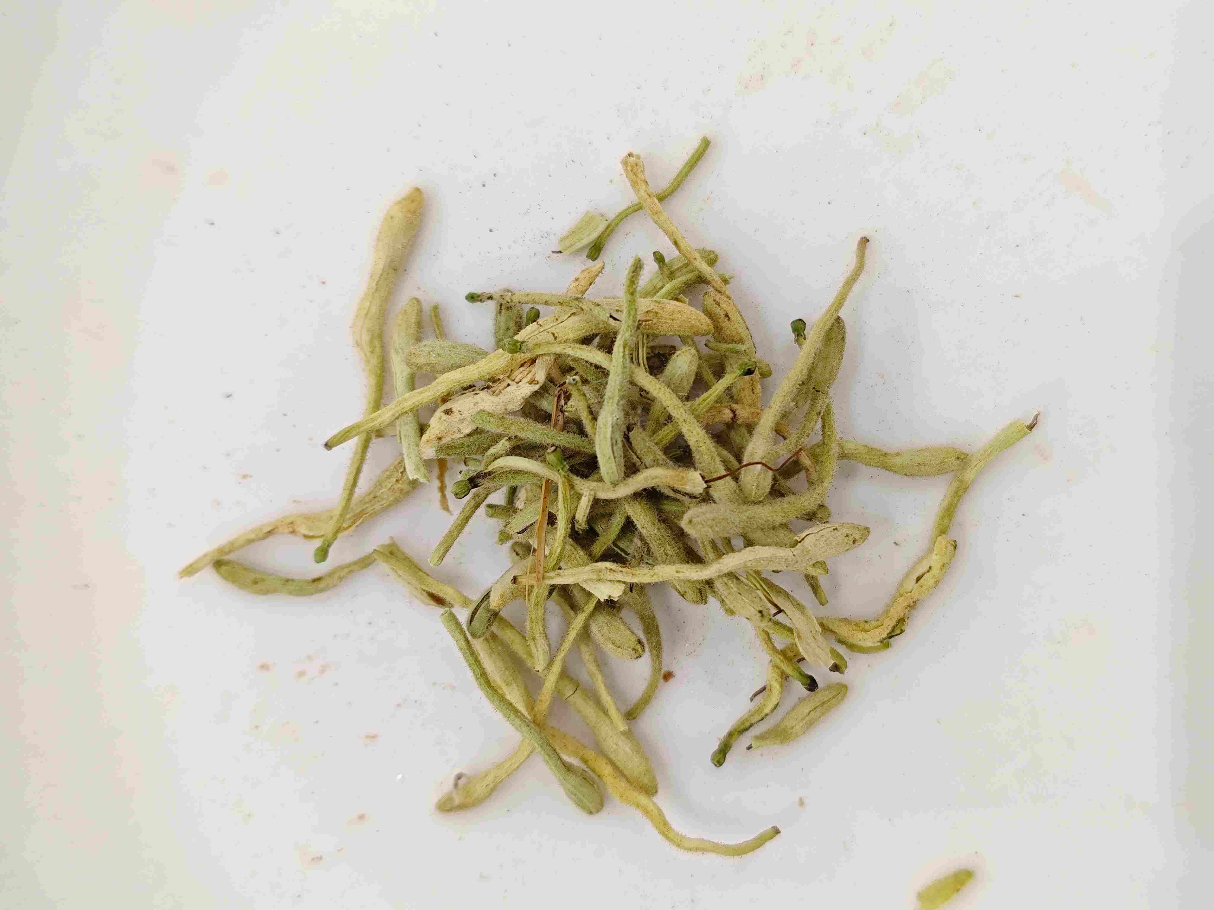 honeysuckleの花(Jīnyínhuā)