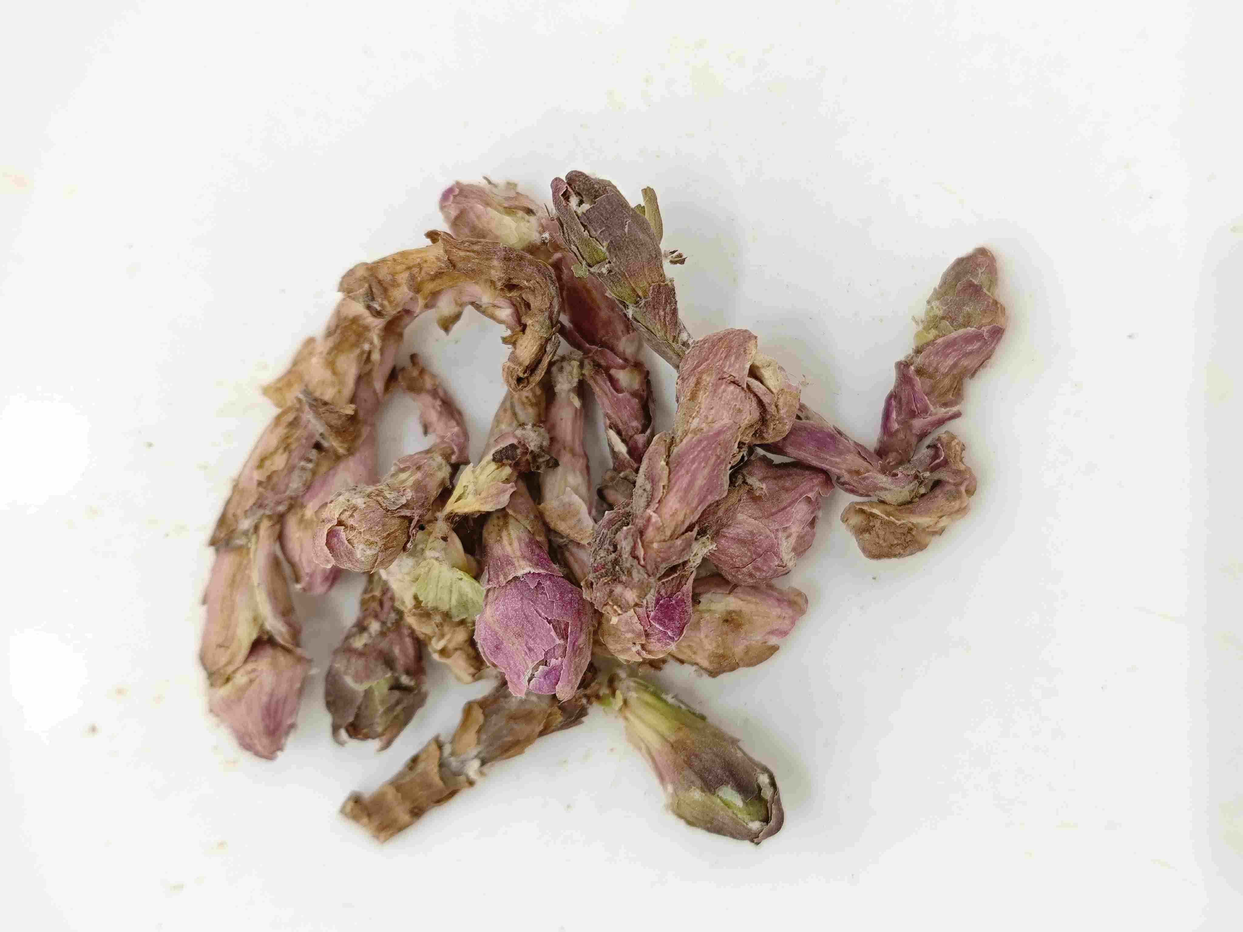 Winterhelmet花(KuǎndōngHuā)